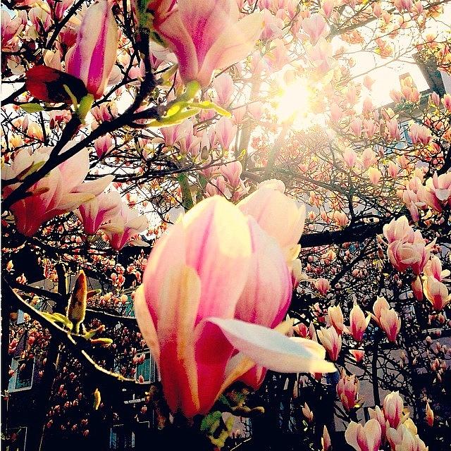 Magnolia Movie Photograph - Magnolia Blossom #magnolia #blossoms by Cy Rena