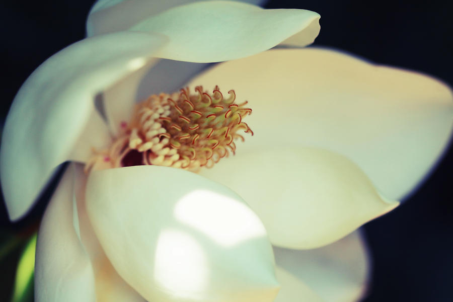 Magnolia Blossom Photograph by Melinda Fawver
