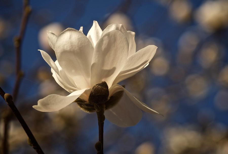 Magnolia Blossom No. 1 Photograph by Richard Cummings