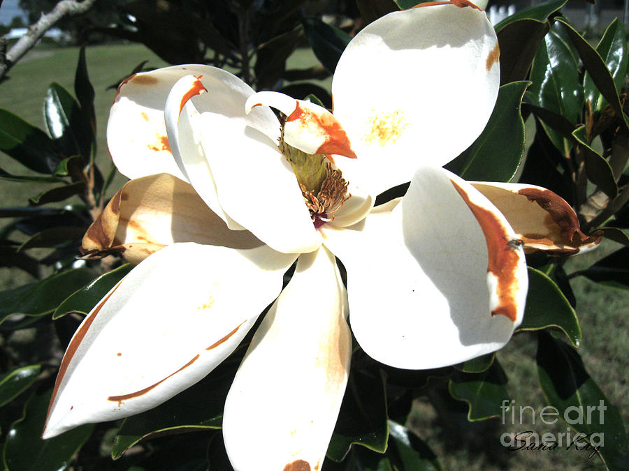 Magnolia Blossom Photograph by Oksana Semenchenko