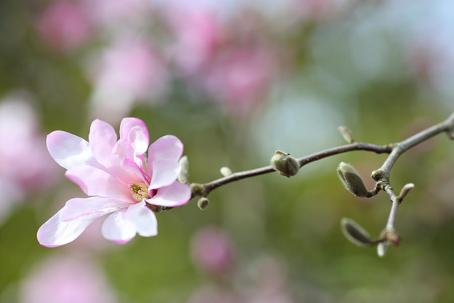 Magnolia Movie Photograph - Magnolia Blossom on Tree 2 by Rebecca Cozart