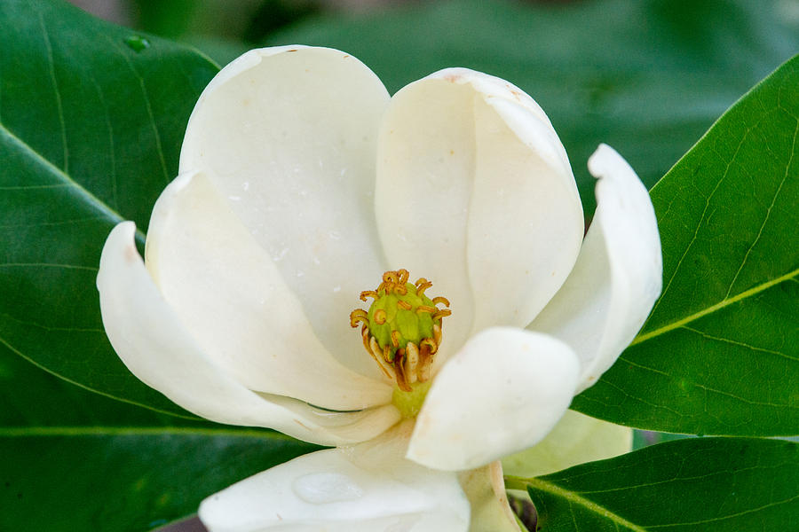 Magnolia Blossom Opening Photograph by Douglas Barnett