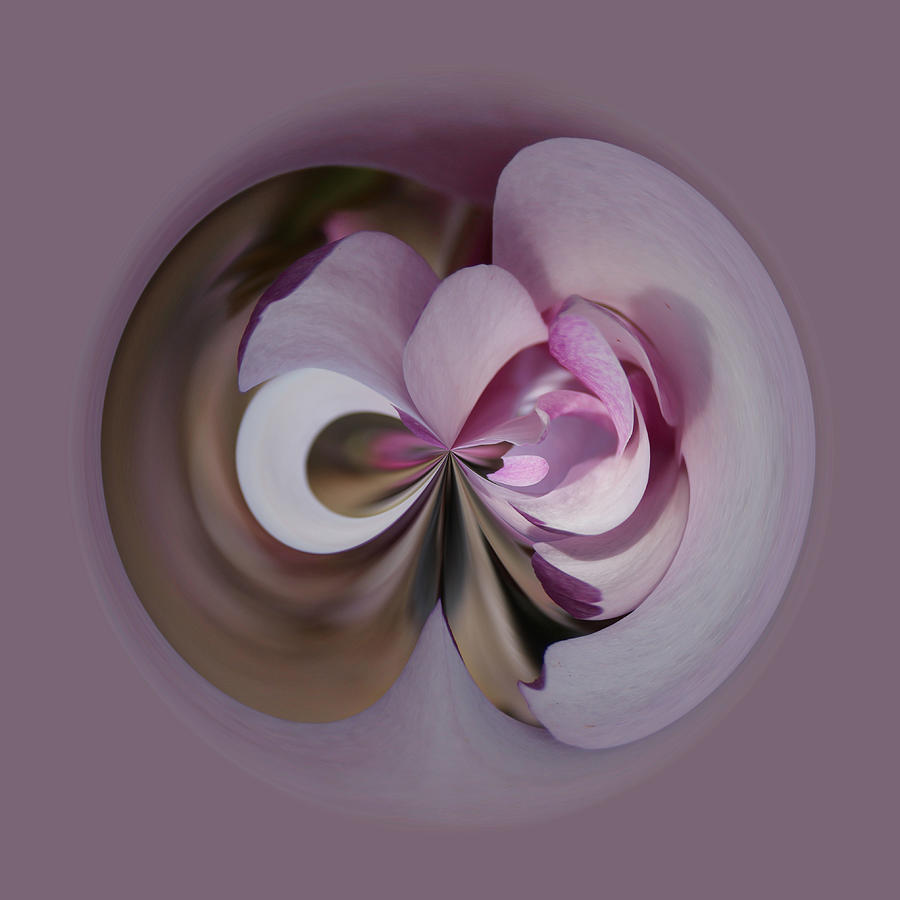 Magnolia Blossom Series 1304 Photograph by Jim Baker