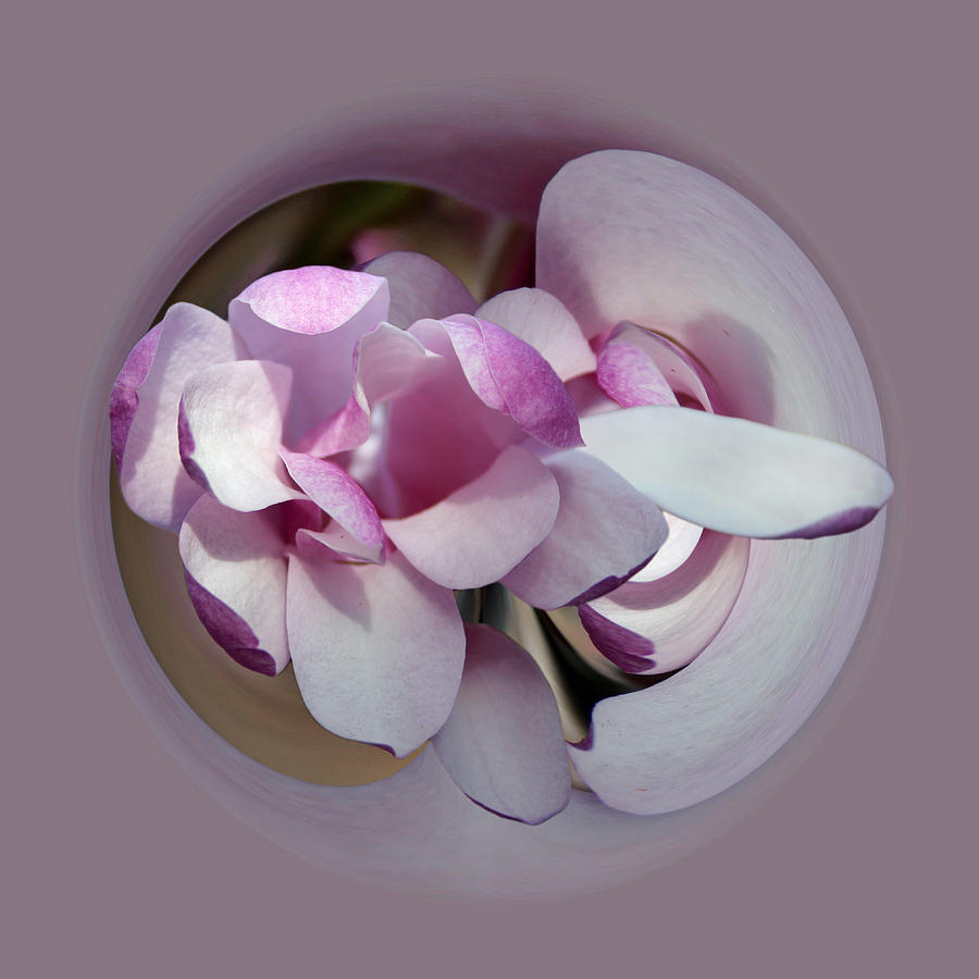 Magnolia Blossom Series 1305 Photograph by Jim Baker
