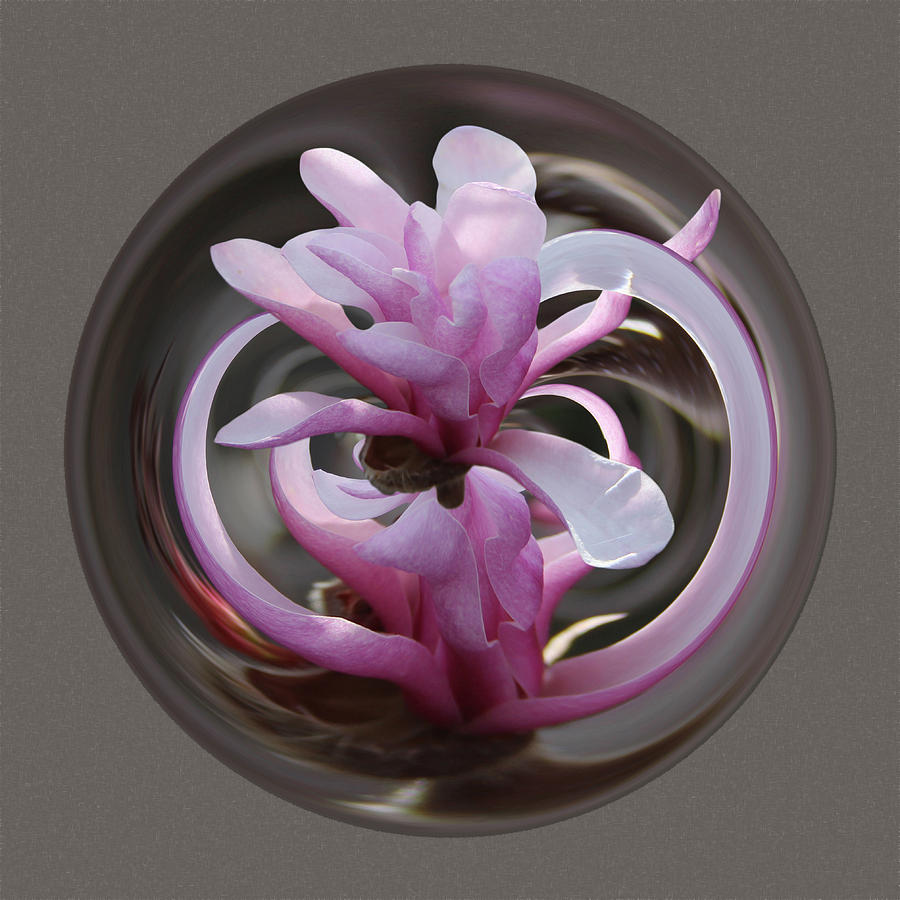 Magnolia Blossom Series 1306 Photograph by Jim Baker