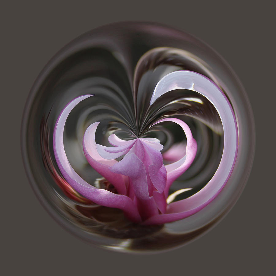 Magnolia Blossom Series 1307 Photograph by Jim Baker