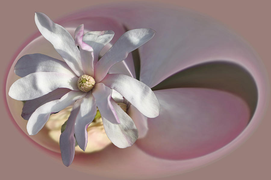 Magnolia Blossom Series 707 Photograph by Jim Baker