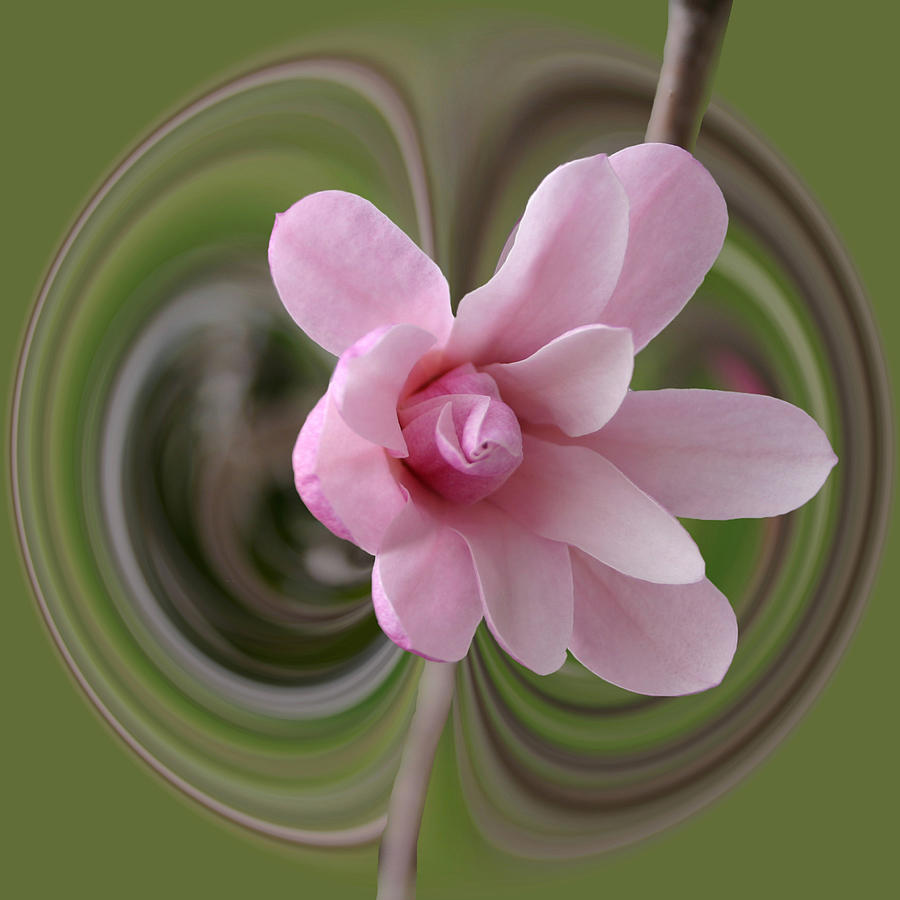 Magnolia Blossom Series 715 Photograph by Jim Baker