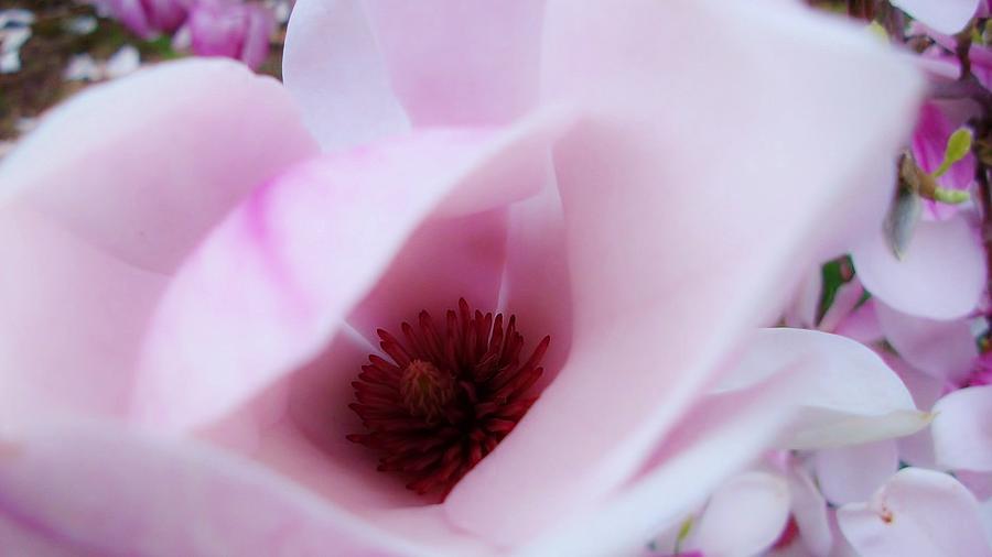 Soft Delicate Blossom Photograph by  Sharon Ackley