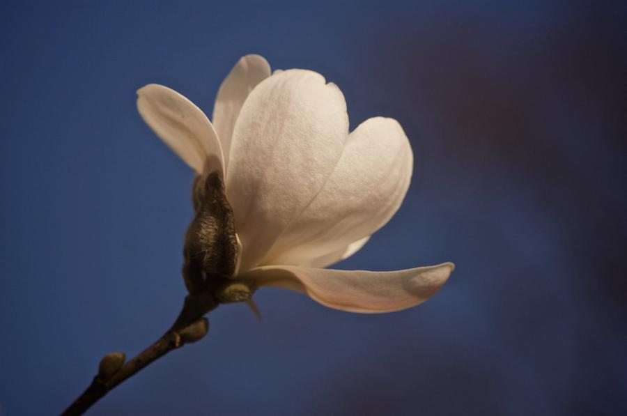 Magnolia Blossom Study No. 2 Photograph by Richard Cummings