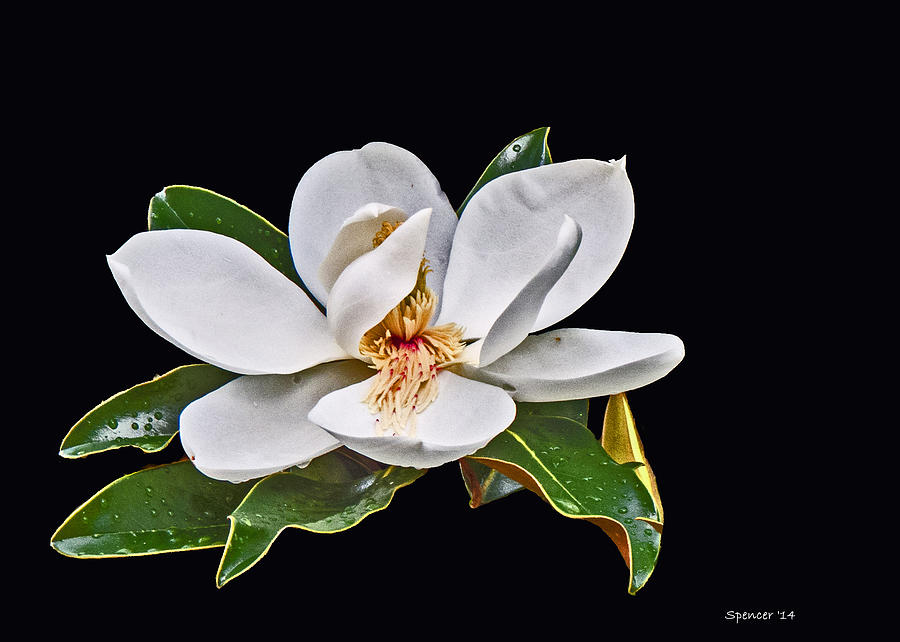 Magnolia Blossom Photograph by T Guy Spencer