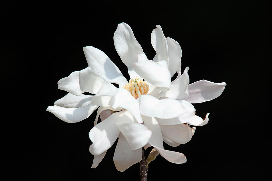 Nature Photograph - Magnolia Blossom by Trina  Ansel