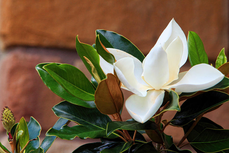 Magnolia Blossom with Bud Photograph by Linda Phelps