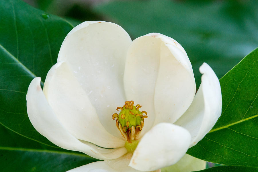 Magnolia Movie Photograph - Magnolia Blossom with Center Stamens by Douglas Barnett