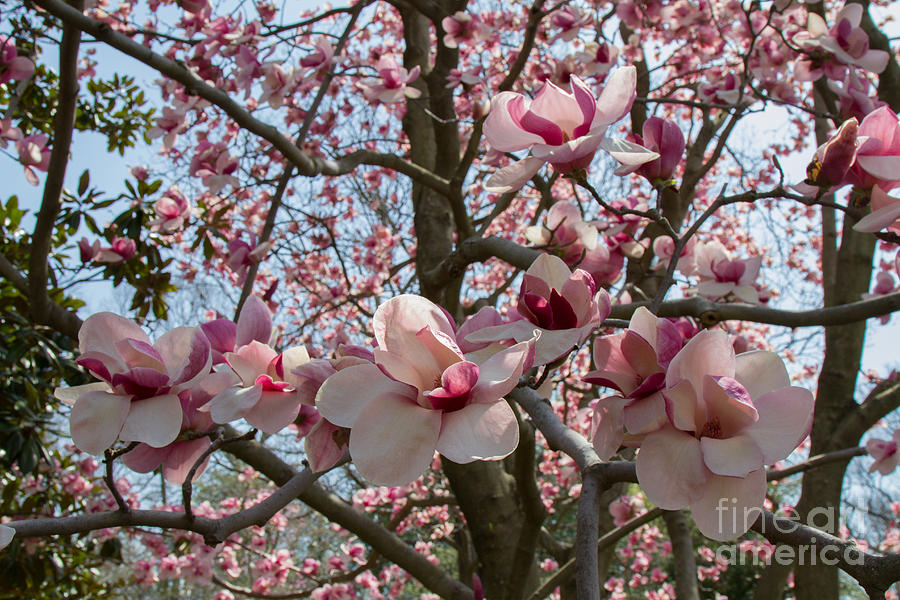 Magnolia Blossoms 1 Photograph by Chris Scroggins