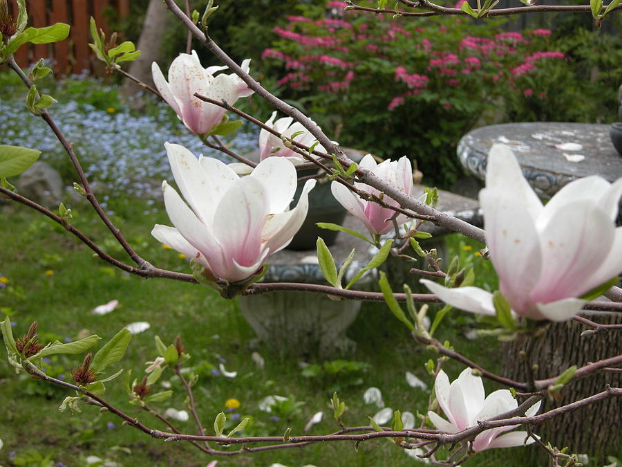Magnolia Blossom IIi Photograph
