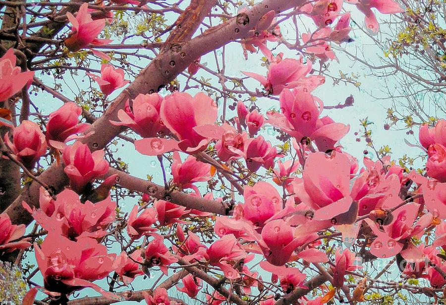 Magnolia Blossoms in Spring Photograph by Janette Boyd