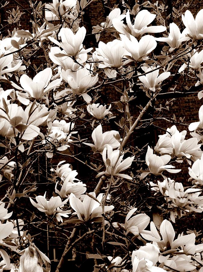 Magnolia Blossoms Photograph by Liza Dey