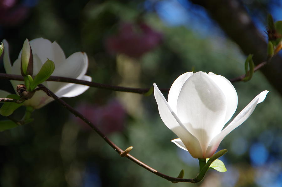 Magnolia Movie Photograph - Magnolia Blossoms by Marilyn Wilson