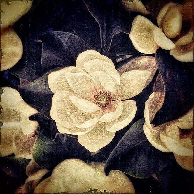 Magnolia Movie Photograph - Magnolia Blossoms by Paul Cutright