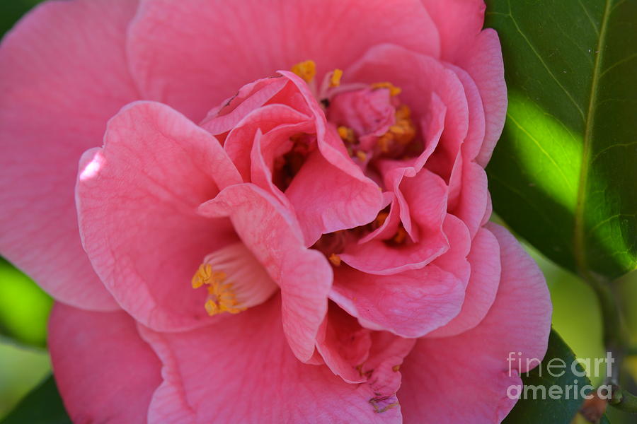 Magnolia Blossoms Series Photo C Photograph