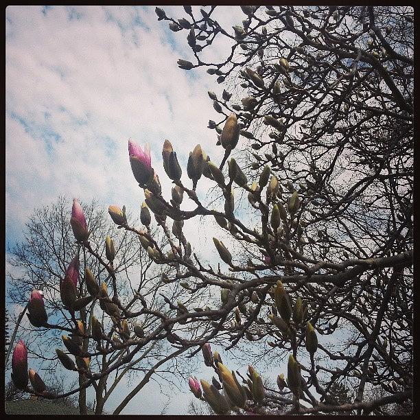 Magnolia Movie Photograph - #magnolia #blossoms #sky #tree #spring by Heather Hogan