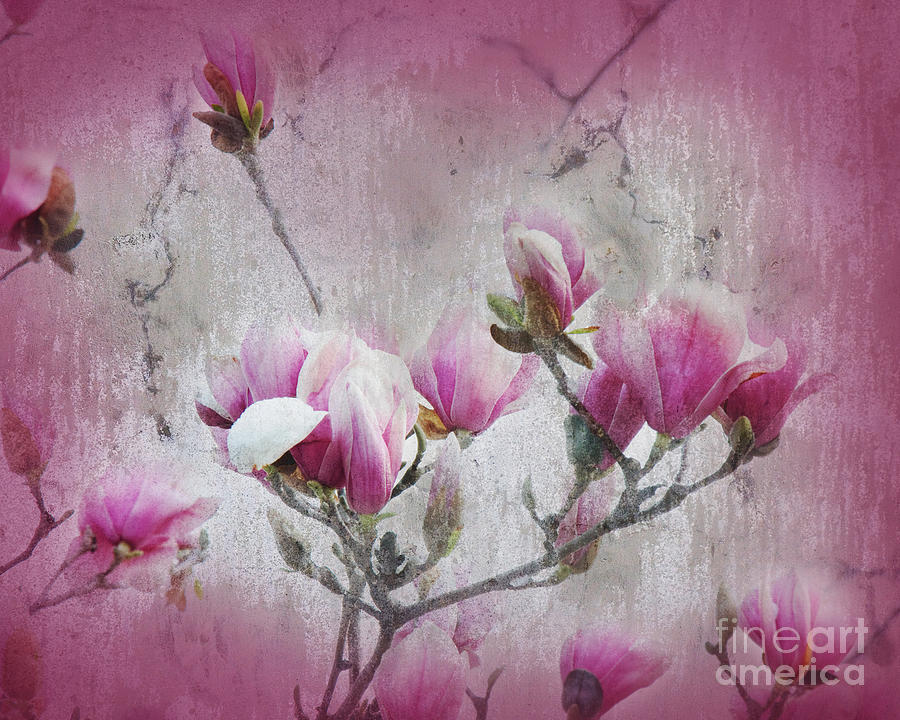 Magnolia Blossoms With Tinted Edge Photograph by Andee Design