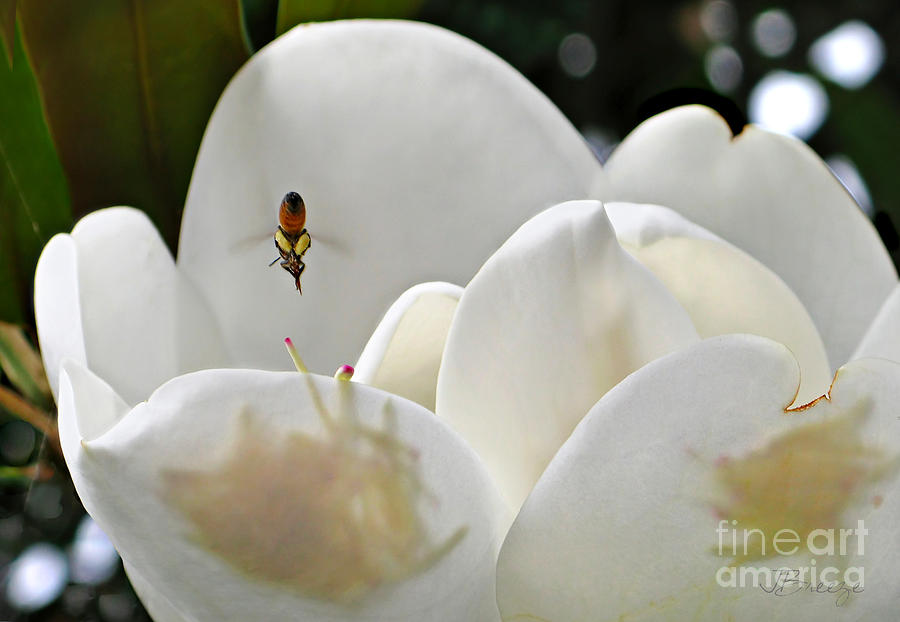 Magnolia Bound Bee Photograph by Jennie Breeze