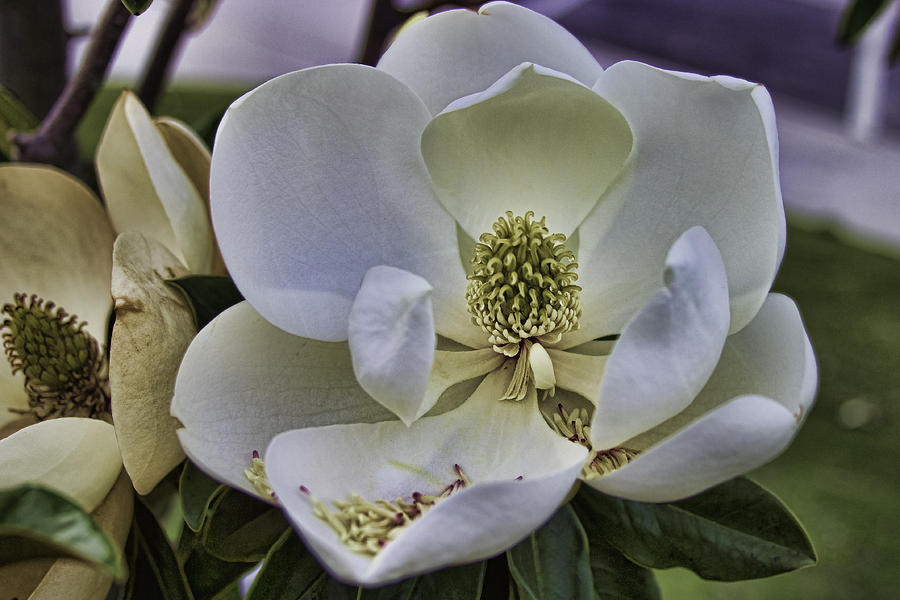 Magnolia  Photograph by Brian Wright