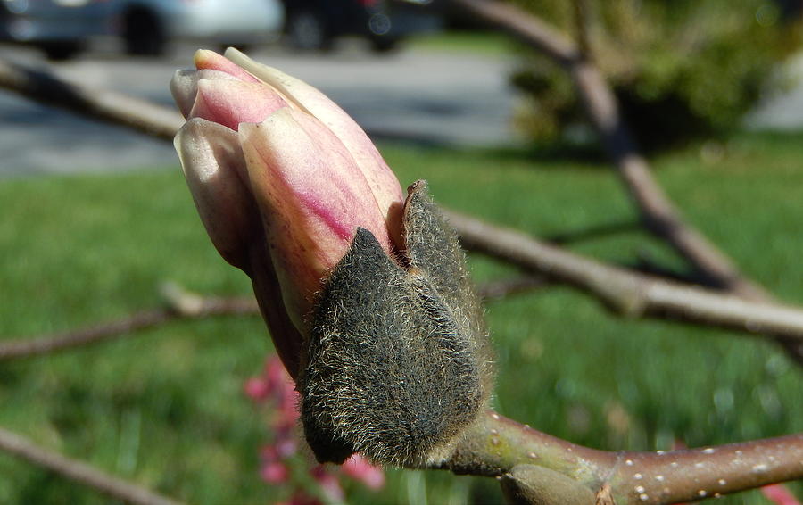 Magnolia bud Photograph by Betty-Anne McDonald