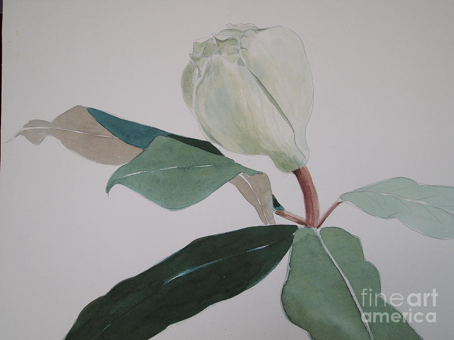 Magnolia Bud Painting by Nancy Kane Chapman
