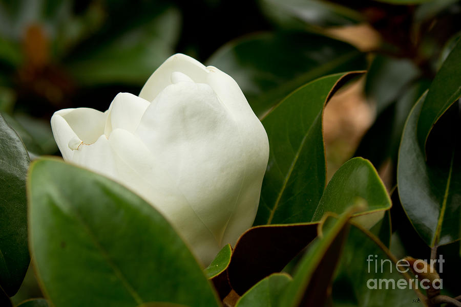 Magnolia Bud Peeking Photograph by Sandra Clark