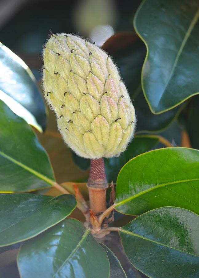 Magnolia Bud  Photograph by Richard Bryce and Family