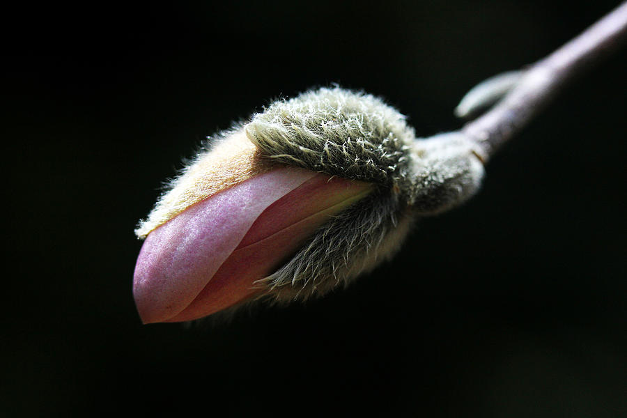 Magnolia Bud Photograph by Trina  Ansel