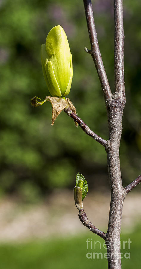 Magnolia Buds Photograph by Steven Ralser