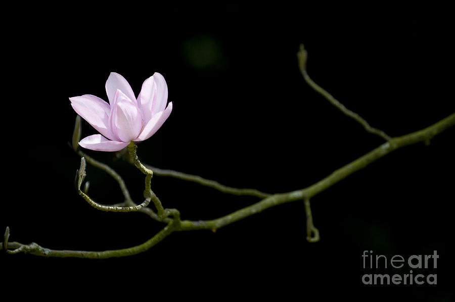 Flower Photograph - Magnolia Campbellii Darjeeling Flower by Tim Gainey
