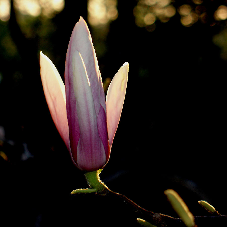 Magnolia candle Photograph by Steve Karol