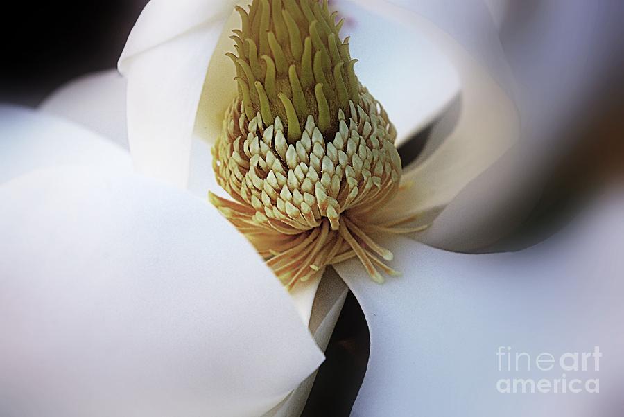 Spring Photograph - Magnolia Close Up by John S