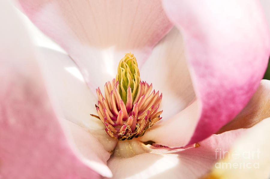 Magnolia Close Up Photograph by Terry Elniski
