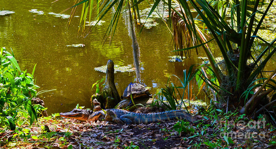 Magnolia Crocodile an Turtle Photograph by Amy Lucid