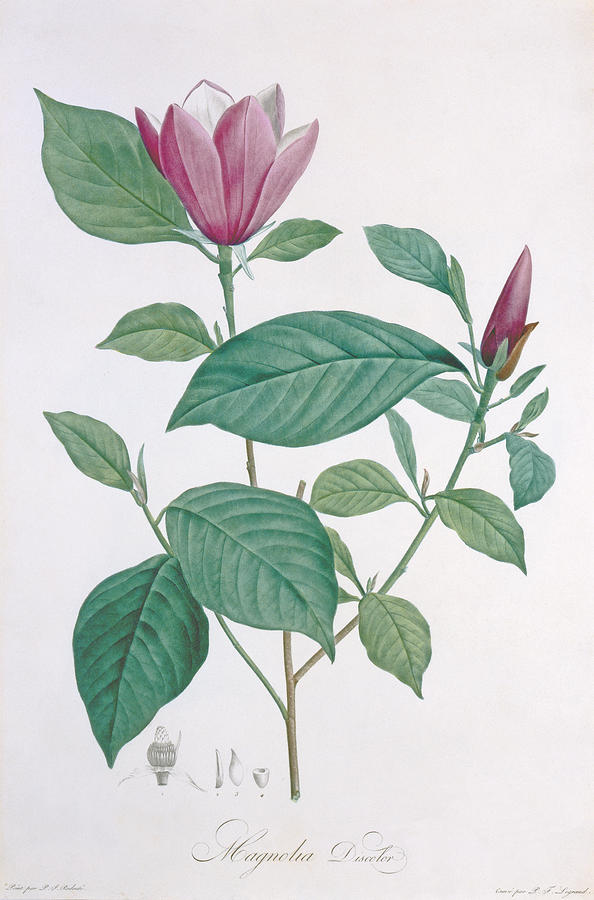 Magnolia Movie Painting - Magnolia discolor engraved by Legrand by Henri Joseph Redoute