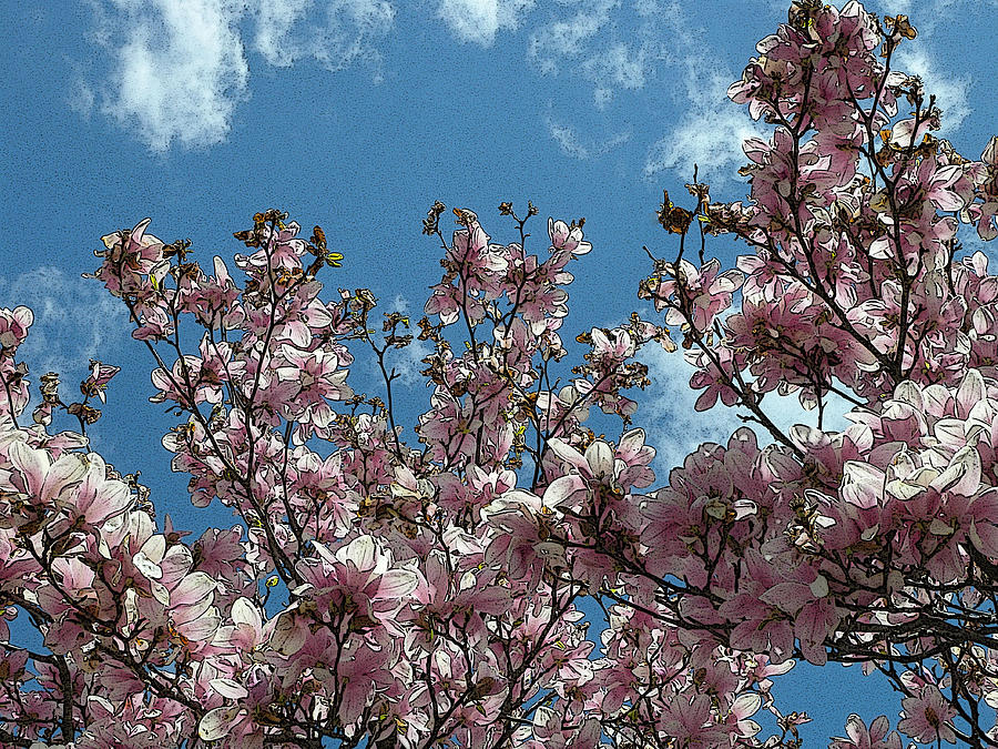 Magnolia  Photograph by Dragan Kudjerski