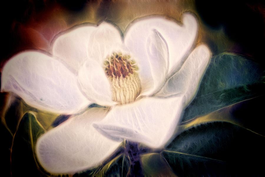 Magnolia Dream Photograph by Joetta West
