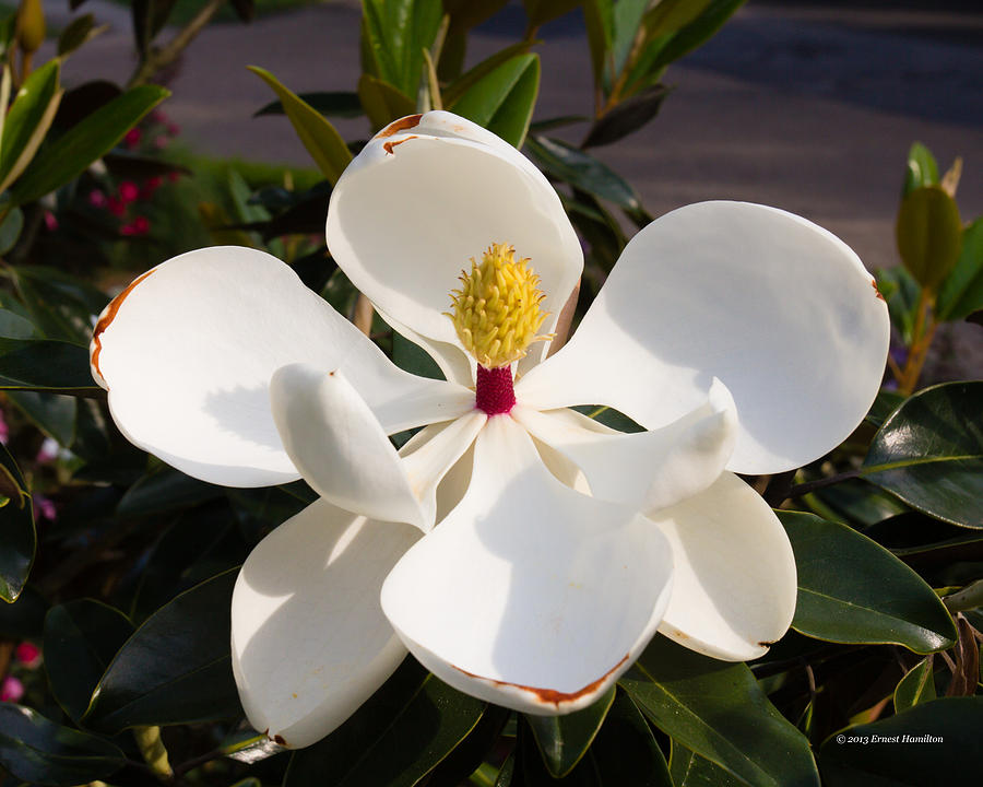 Magnolia Photograph by Ernest Hamilton - Fine Art America