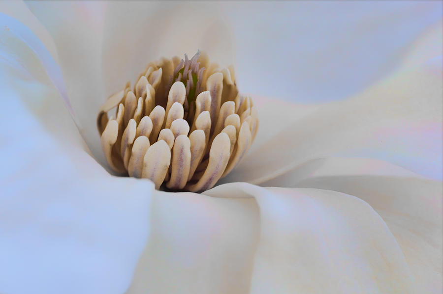 Magnolia Movie Photograph - Magnolia - Floral Abstract by Nikolyn McDonald