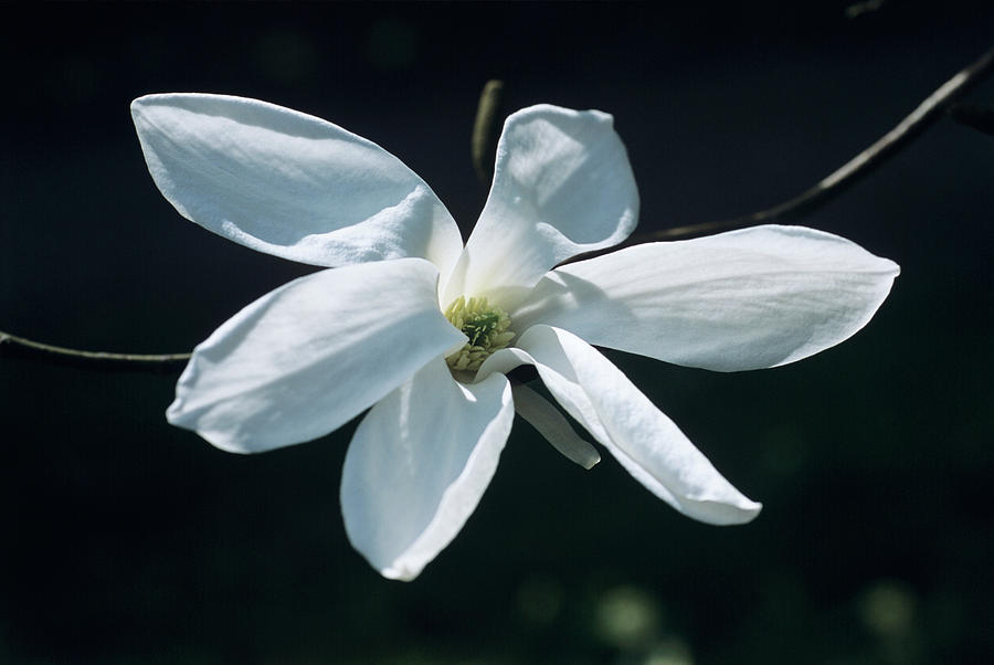Magnolia Movie Photograph - Magnolia Flower by Adrian Thomas/science Photo Library