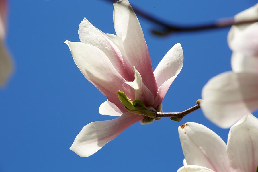 Magnolia Flower Photograph by Allan Morrison