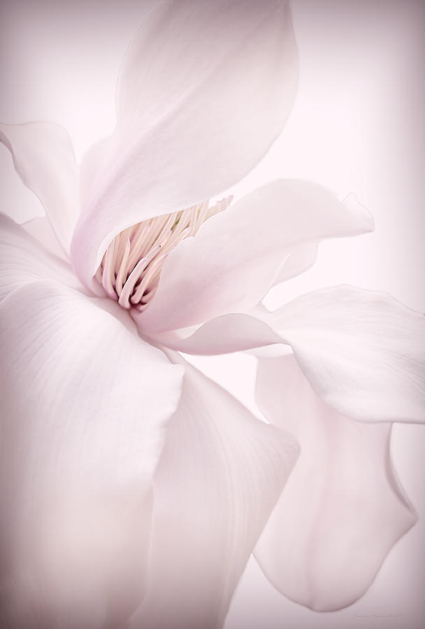 Magnolia Flower Blossom Soft Pink Photograph by Jennie Marie Schell