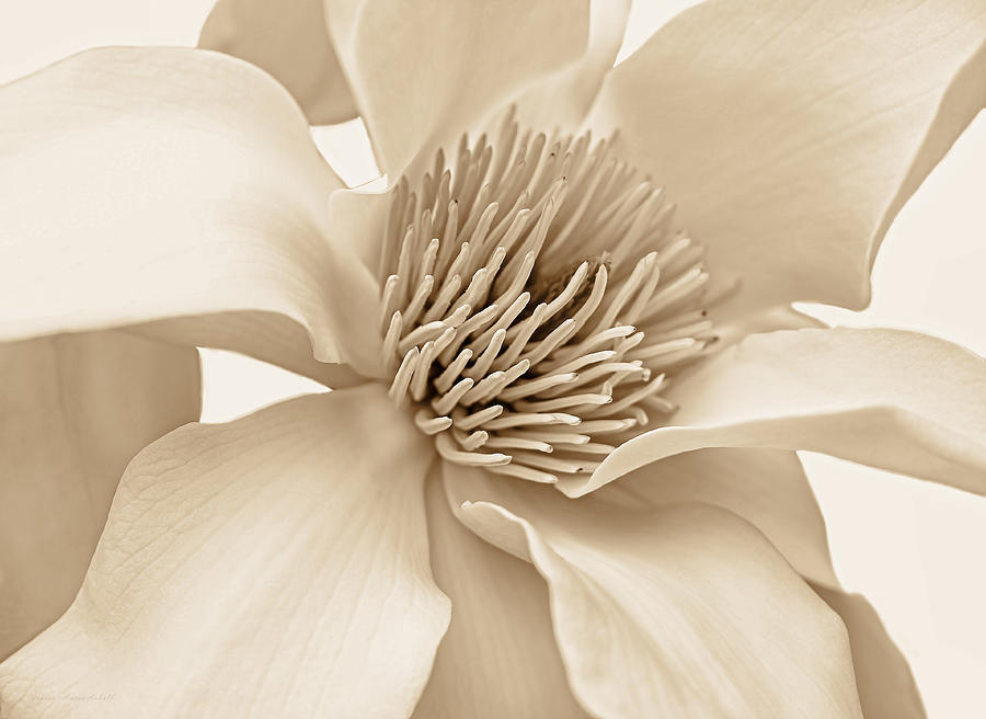 Magnolia Flower Blossom Soft Brown Photograph by Jennie Marie Schell