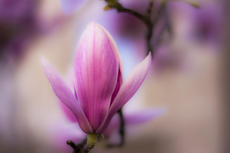 Magnolia Movie Photograph - Magnolia flower blur by Newnow Photography By Vera Cepic